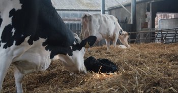 Movie still from “Cow” (2021), directed by Andrea Arnold – A cow laying down in a hay filled barn; Wide shot, Overhead angle