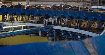 Movie still from “Cow” (2021), directed by Andrea Arnold – A cow is walking down a conveyor belt; Extreme Wide shot, Overhead angle