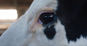 Movie still from “Cow” (2021), directed by Andrea Arnold – A black and white cow's eye is shown in close - up; Extreme Close Up shot, Overhead angle