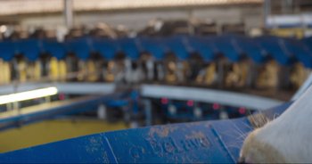 Movie still from “Cow” (2021), directed by Andrea Arnold – View of a conveyor belt in a factory; Extreme Close Up shot, High angle