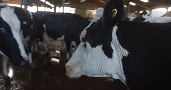 Movie still from “Cow” (2021), directed by Andrea Arnold – A black and white cow is standing in the dirt; Close Up shot, Overhead angle