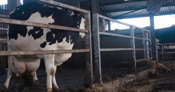 Movie still from “Cow” (2021), directed by Andrea Arnold – A black and white cow standing in a barn; Wide shot, Overhead angle
