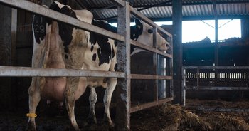 Movie still from “Cow” (2021), directed by Andrea Arnold – A couple of cows standing next to each other in a barn; Wide shot, Overhead angle