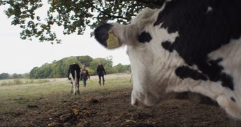 Movie still from “Cow” (2021), directed by Andrea Arnold – A black and white cow with a tag on it's ear; Wide shot, Over the shoulder angle