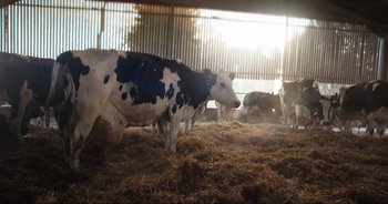 Movie still from “Cow” (2021), directed by Andrea Arnold – A black and white cow standing on top of a pile of hay; Wide shot, Overhead angle
