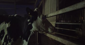 Movie still from “Cow” (2021), directed by Andrea Arnold – A black and white cow is leaning over a fence; Close Up shot, High angle