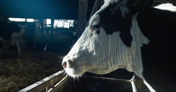 Movie still from “Cow” (2021), directed by Andrea Arnold – A black and white cow standing next to a fence; Close Up shot, Low angle