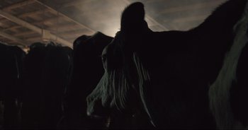 Movie still from “Cow” (2021), directed by Andrea Arnold – The head of a cow in the dark; Close Up shot, Low angle