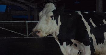Movie still from “Cow” (2021), directed by Andrea Arnold – A black and white cow standing next to a metal fence; Medium shot, High angle