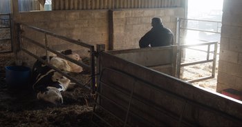 Movie still from “Cow” (2021), directed by Andrea Arnold – A man in a black jacket is in a barn with cows; Wide shot, High angle