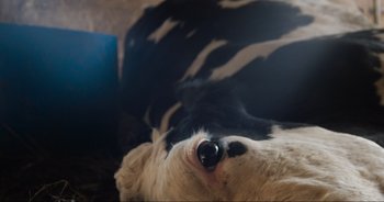 Movie still from “Cow” (2021), directed by Andrea Arnold – A black and white dog laying on top of the ground; Extreme Close Up shot, Overhead angle