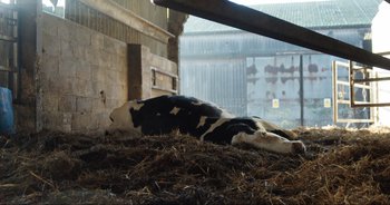 Movie still from “Cow” (2021), directed by Andrea Arnold – A black and white cow laying in hay in a barn; Wide shot, Overhead angle