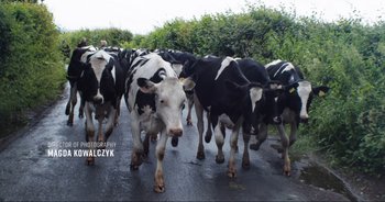 Movie still from “Cow” (2021), directed by Andrea Arnold – A herd of cows walking down the street; Extreme Wide shot, Low angle