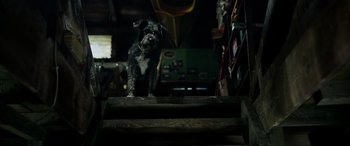 Movie still from “Crawl” (2019), directed by Alexandre Aja – A small dog standing on top of a set of stairs; Wide shot, Low angle