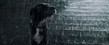 Movie still from “Crawl” (2019), directed by Alexandre Aja – A black and white dog standing in the pouring rain; Extreme Close Up shot, Low angle