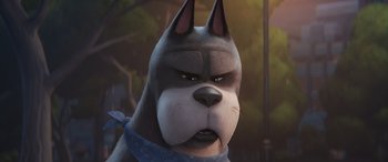 Movie still from “DC League of Super-Pets” (2022), directed by Jared Stern – A dog with a blue collar is looking at the camera; Close Up shot, Low angle