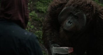 A gorilla is holding a piece of paper in his mouth