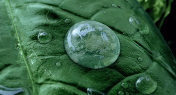 Movie still from “War of the Worlds” (2005), directed by Steven Spielberg – A water bubble on a leaf; Extreme Close Up shot, Overhead angle