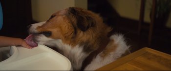 Movie still from “A Dog's Journey” (2019), directed by Gail Mancuso – A brown and white dog laying on top of a table; Extreme Close Up shot, High angle