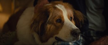 Movie still from “A Dog's Journey” (2019), directed by Gail Mancuso – A dog's face with a person petting it; Close Up shot, Over the shoulder angle