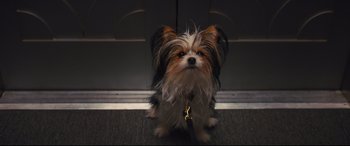 Movie still from “A Dog's Journey” (2019), directed by Gail Mancuso – A small dog sitting on the ground with a leash around it's neck; Close Up shot, High angle