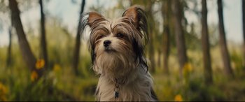 Movie still from “A Dog's Journey” (2019), directed by Gail Mancuso – A small dog is looking into the distance; Close Up shot, Low angle