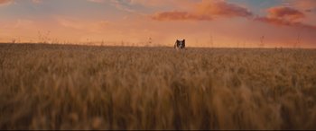 Movie still from “A Dog's Journey” (2019), directed by Gail Mancuso – A dog sitting in the middle of a wheat field at sunset; Extreme Wide shot, Low angle