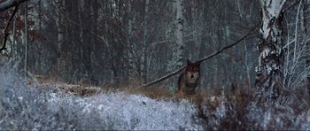 Movie still from “Enemy at the Gates” (2001), directed by Jean-Jacques Annaud – A wolf in a snowy forest with trees in the background; Wide shot, Over the shoulder angle