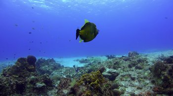 A yellow fish swimming over a coral reef