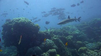 A group of fish swimming in the water