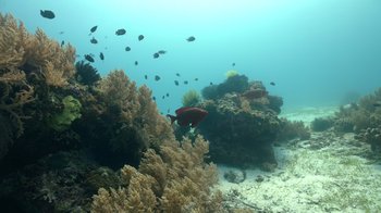 Many fish in the water near the coral reefs