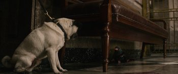 A white dog standing next to a person under a bed
