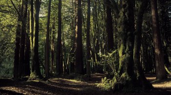 Movie still from “Fantastic Fungi” (2019), directed by Louie Schwartzberg – A group of trees in a forest with sunlight coming through the trees; Extreme Wide shot, Low angle