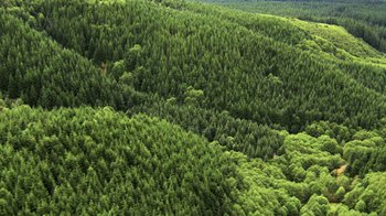 Movie still from “Fantastic Fungi” (2019), directed by Louie Schwartzberg – An aerial view of a wooded area in the mountains; Extreme Wide shot, Overhead angle