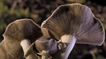 Movie still from “Fantastic Fungi” (2019), directed by Louie Schwartzberg – View of a bunch of mushrooms; Extreme Close Up shot, Low angle