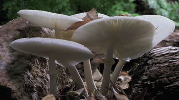 Movie still from “Fantastic Fungi” (2019), directed by Louie Schwartzberg – A bunch of mushrooms in the woods; Extreme Close Up shot, Low angle