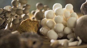 Movie still from “Fantastic Fungi” (2019), directed by Louie Schwartzberg – A bunch of mushrooms on a table; Extreme Close Up shot, Low angle