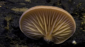 Movie still from “Fantastic Fungi” (2019), directed by Louie Schwartzberg – A mushroom with a black background; Extreme Close Up shot, Overhead angle