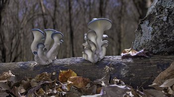 Movie still from “Fantastic Fungi” (2019), directed by Louie Schwartzberg – A group of mushrooms sitting on top of a log; Extreme Close Up shot, Low angle