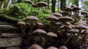 Movie still from “Fantastic Fungi” (2019), directed by Louie Schwartzberg – A bunch of mushrooms that are sitting in the water; Extreme Close Up shot, Low angle