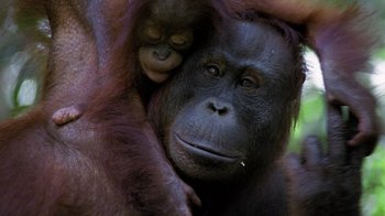 Movie still from “Fantastic Fungi” (2019), directed by Louie Schwartzberg – An adult and a baby orangutan in a forest; Close Up shot, Overhead angle