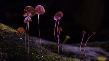 Movie still from “Fantastic Fungi” (2019), directed by Louie Schwartzberg – A group of mushrooms growing on a rock; Extreme Close Up shot, Low angle