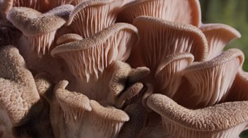 Movie still from “Fantastic Fungi” (2019), directed by Louie Schwartzberg – View of a bunch of pink mushrooms; Extreme Close Up shot, Overhead angle