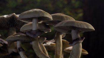 Movie still from “Fantastic Fungi” (2019), directed by Louie Schwartzberg – View of a bunch of mushrooms; Extreme Close Up shot, Overhead angle