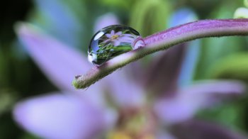 Movie still from “Fantastic Fungi” (2019), directed by Louie Schwartzberg – A water droplet with a flower on it's side; Extreme Close Up shot, Low angle