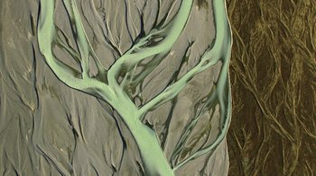 Movie still from “Fantastic Fungi” (2019), directed by Louie Schwartzberg – An aerial view of a plant that looks like a tree; Extreme Close Up shot, Overhead angle