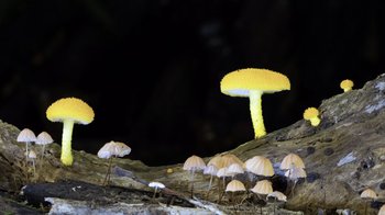 Movie still from “Fantastic Fungi” (2019), directed by Louie Schwartzberg – A group of yellow and white mushrooms sitting on top of a rock; Extreme Close Up shot, Low angle