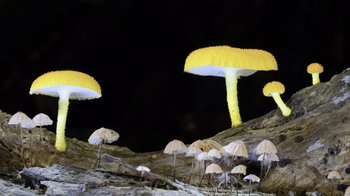Movie still from “Fantastic Fungi” (2019), directed by Louie Schwartzberg – A group of yellow and white umbrellas sitting on top of a rock formation; Extreme Close Up shot, Low angle