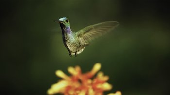 Movie still from “Fantastic Fungi” (2019), directed by Louie Schwartzberg – A humming bird hovering over a flower; Extreme Close Up shot, Low angle