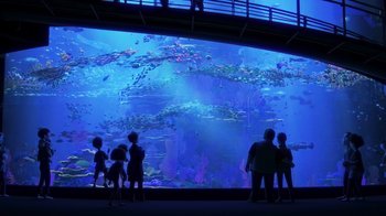 Movie still from “Finding Dory” (2016), directed by Angus MacLane – A group of people standing in front of an aquarium; Extreme Wide shot, Over the shoulder angle